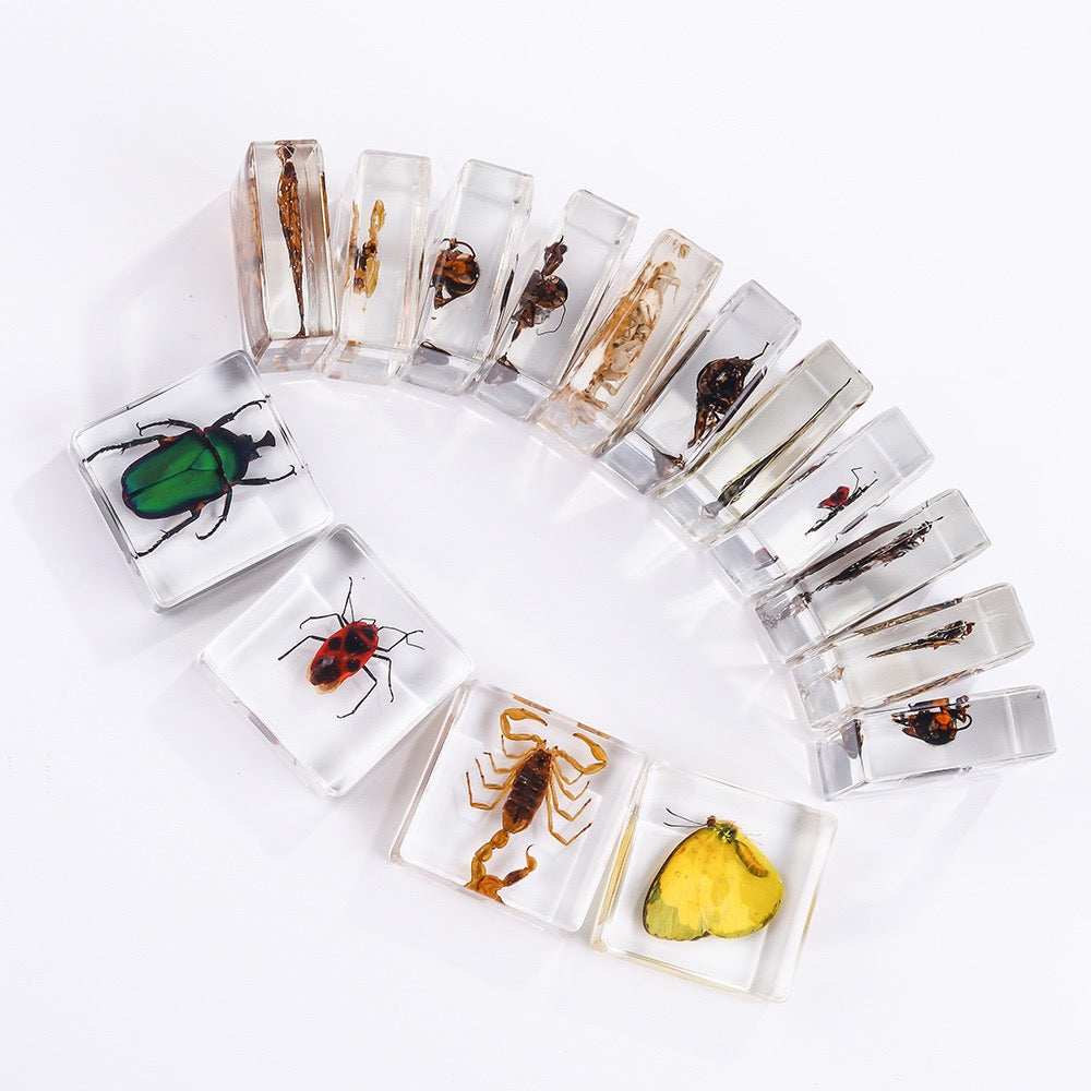 Crawling Animals Insects Bugs Resin Epoxy Blocks  Specimens Toy