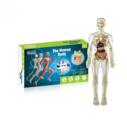 Human Anatomy – Leren & Ontdekken – Menselijk Lichaam Model Kit