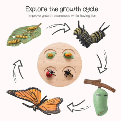 Montessori Wooden Life Cycle Toy