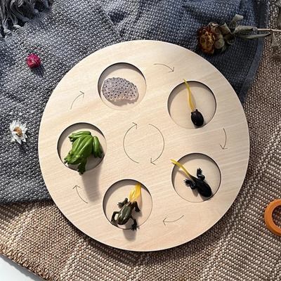 Montessori Wooden Life Cycle Toy