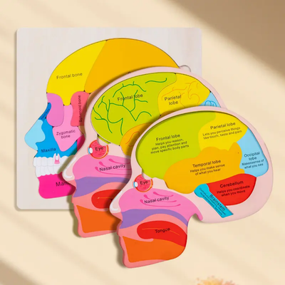 Brain Structure Puzzle