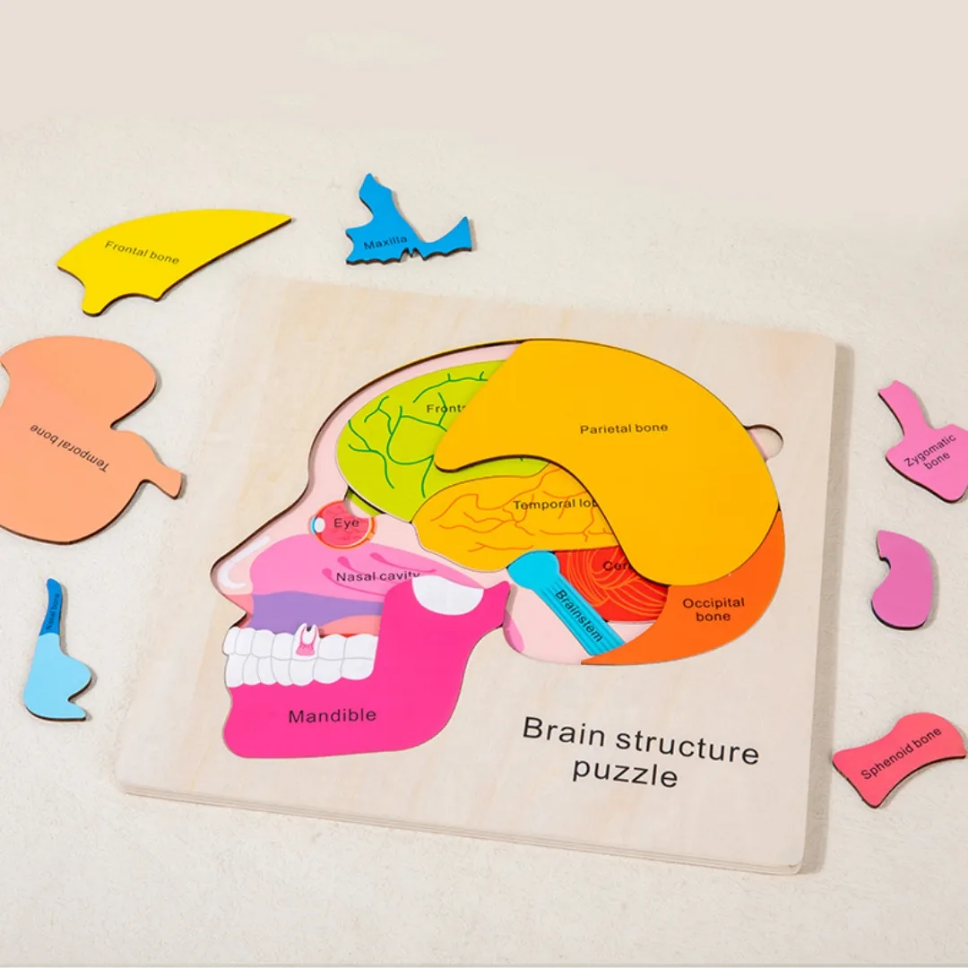 Brain Structure Puzzle