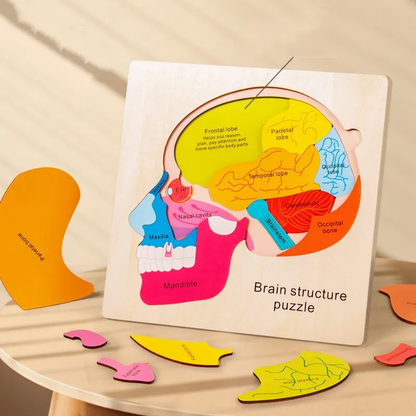 Brain Structure Puzzle