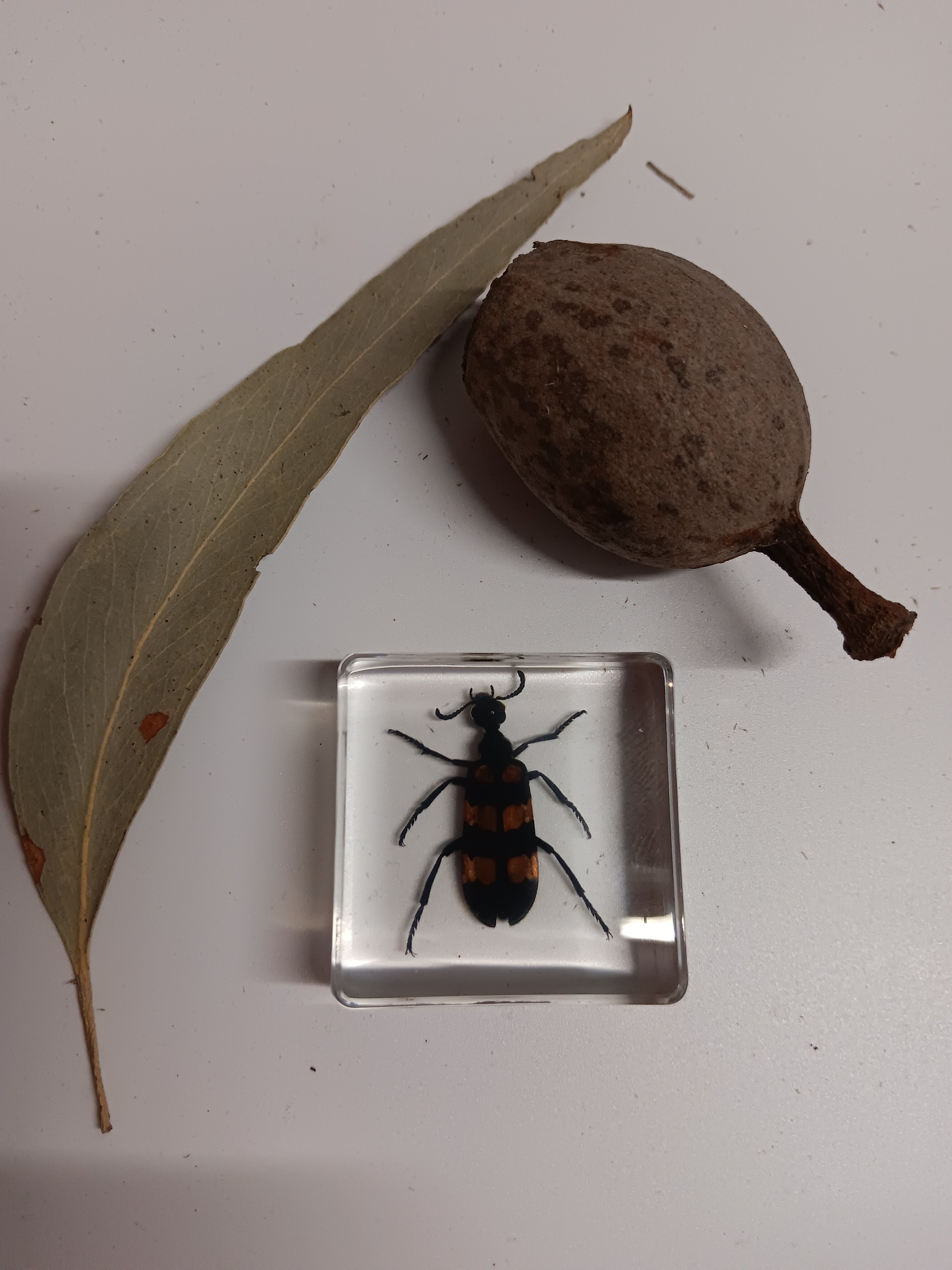 Crawling Animals Insects Bugs Resin Epoxy Blocks  Specimens Toy