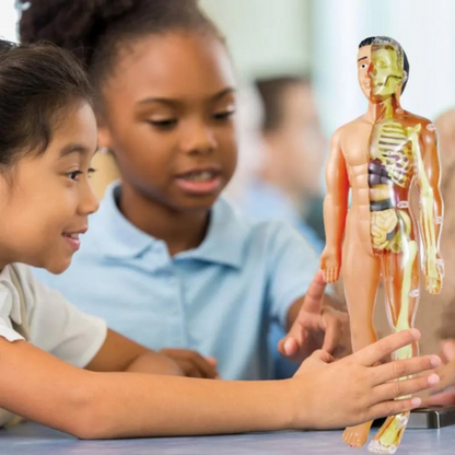 Interactive Human Torso Model for STEM Learning