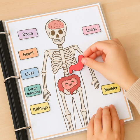 Human Anatomy Busy Book