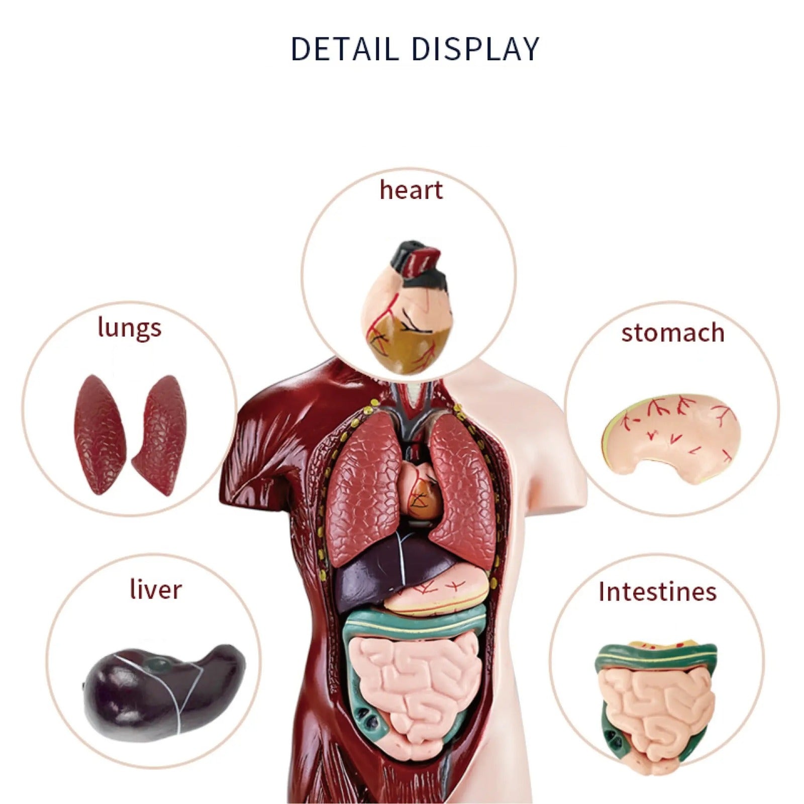 Human Torso Body Anatomy Model - 027