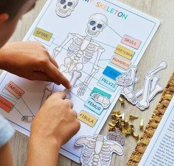 Human Anatomy Busy Book