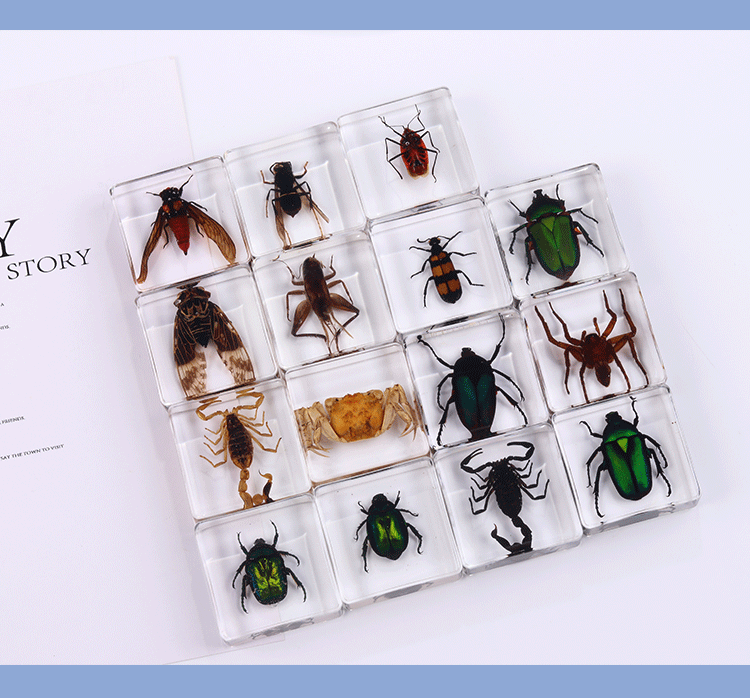 Crawling Animals Insects Bugs Resin Epoxy Blocks  Specimens Toy