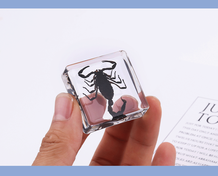 Crawling Animals Insects Bugs Resin Epoxy Blocks  Specimens Toy