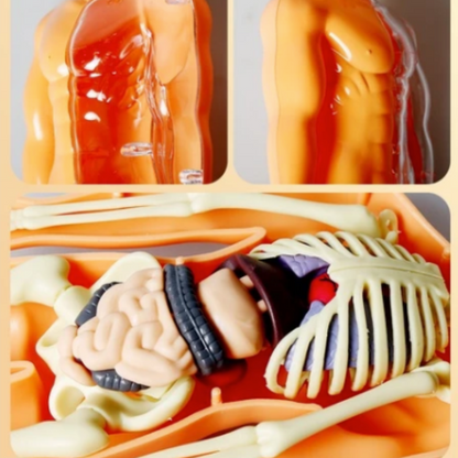 Interactive Human Torso Model for STEM Learning