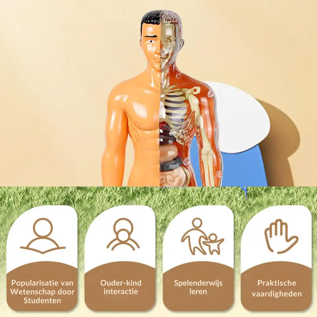 Human Anatomy – Leren & Ontdekken – Menselijk Lichaam Model Kit
