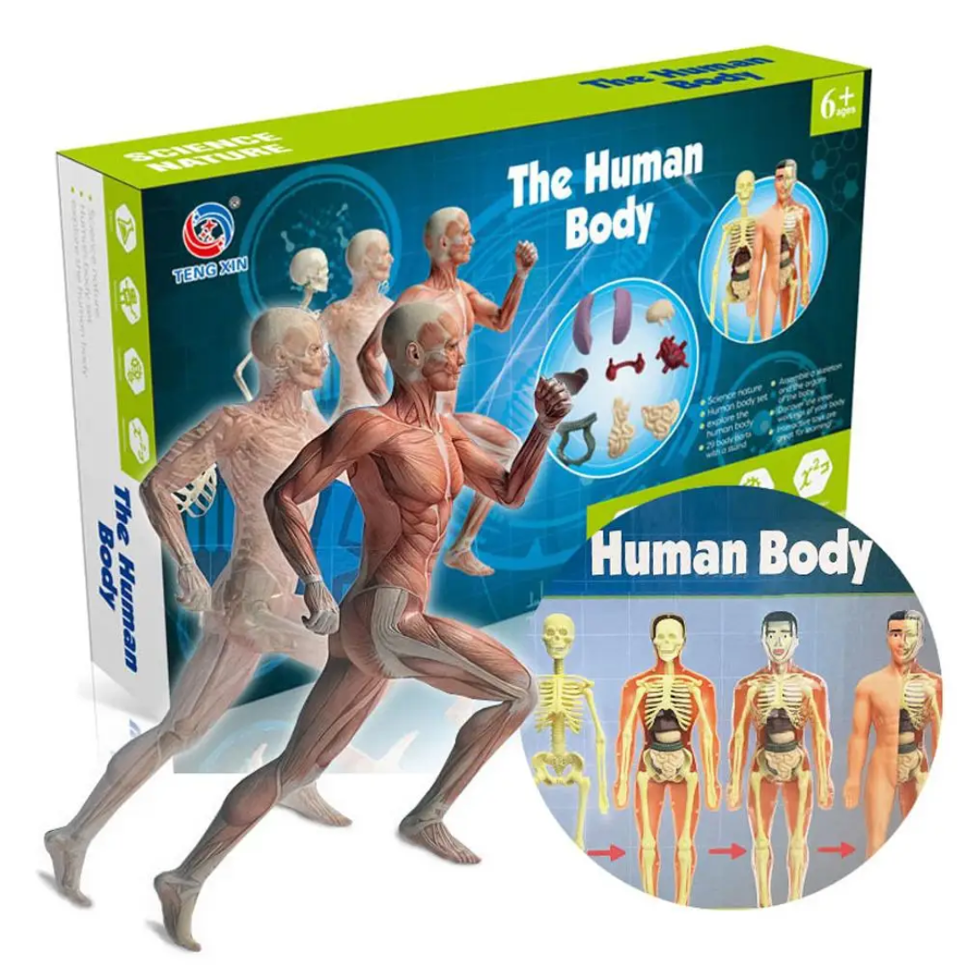 Human Anatomy – Leren & Ontdekken – Menselijk Lichaam Model Kit