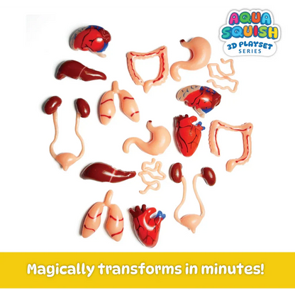 Human Organs Aqua Squish Kit for Kids 100% Safe & Non Toxic - EKT3665