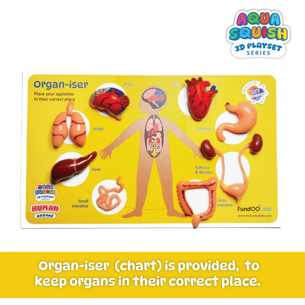 Human Organs Aqua Squish Kit for Kids 100% Safe & Non Toxic - EKT3665