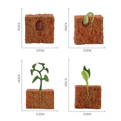 Jouet de modélisation du cycle de vie d'une plante à graines simulée