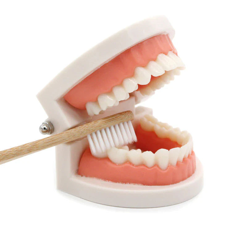 Montessori Teeth Brushing Dental Modeling Typodont Educational Toy