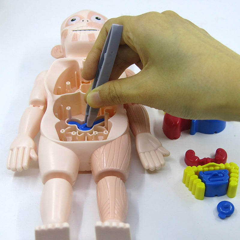 Jouet Modèle d'Organes d'Anatomie Humaine STEM
