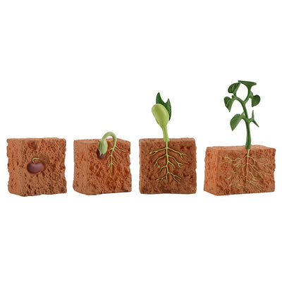 Jouet de modélisation du cycle de vie d'une plante à graines simulée