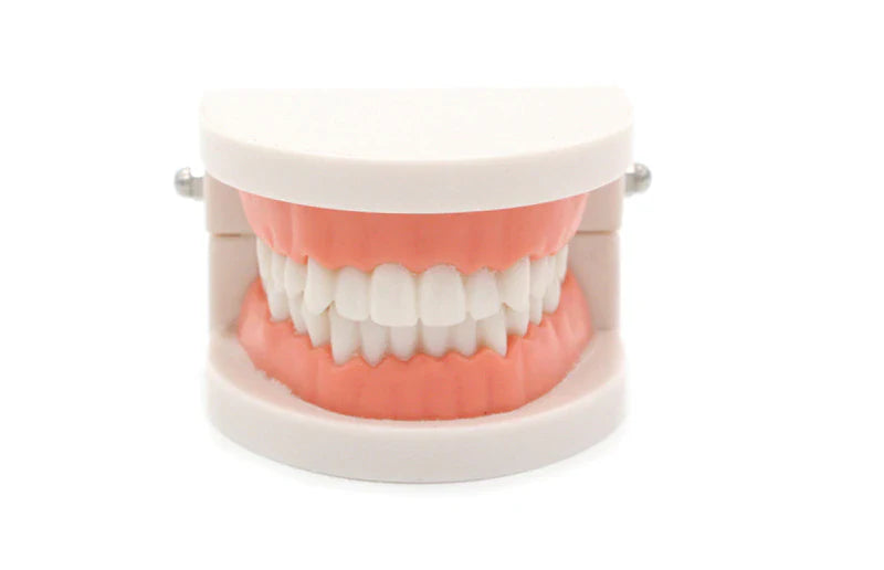 Montessori Teeth Brushing Dental Modeling Typodont Educational Toy
