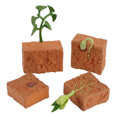 Jouet de modélisation du cycle de vie d'une plante à graines simulée