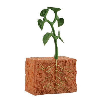 Jouet de modélisation du cycle de vie d'une plante à graines simulée