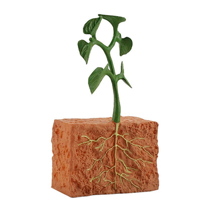 Simulation Seed Plant Cycle Model Toy