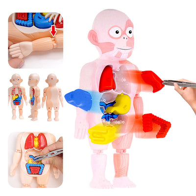 Jouet Modèle d'Organes d'Anatomie Humaine STEM