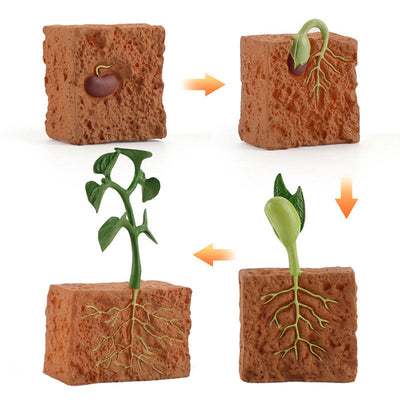 Jouet de modélisation du cycle de vie d'une plante à graines simulée