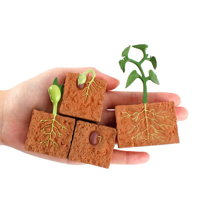 Jouet de modélisation du cycle de vie d'une plante à graines simulée