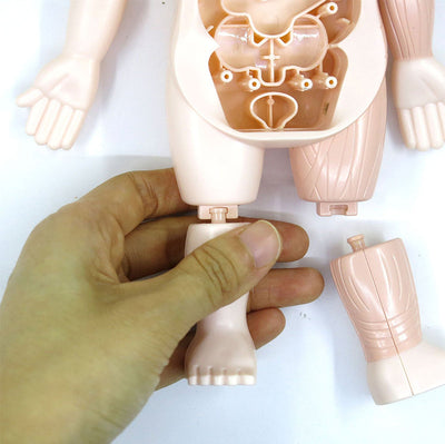 Jouet Modèle d'Organes d'Anatomie Humaine STEM