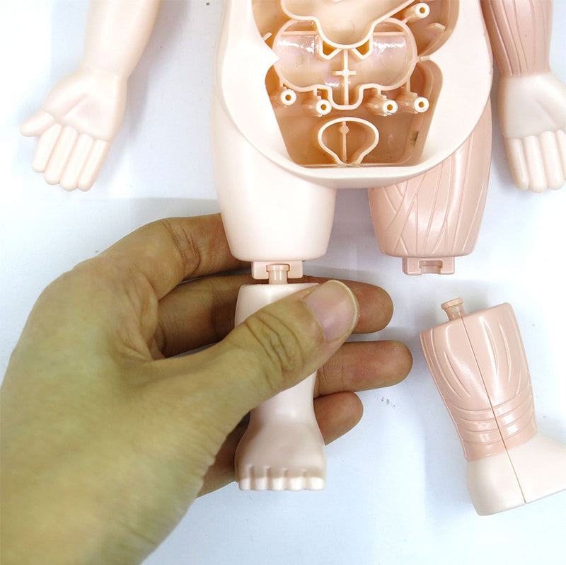 Human Anatomy Organs Toy Model STEM