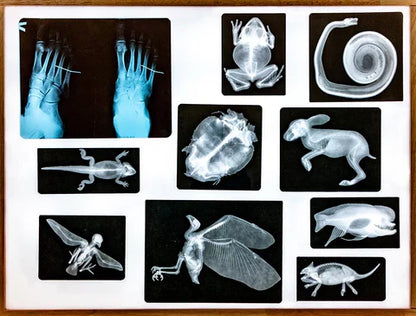 Educational Animal Human X Ray Images Animals Dinosaurs Insects  OR Anatomy Bone Picture Packs You Choose!