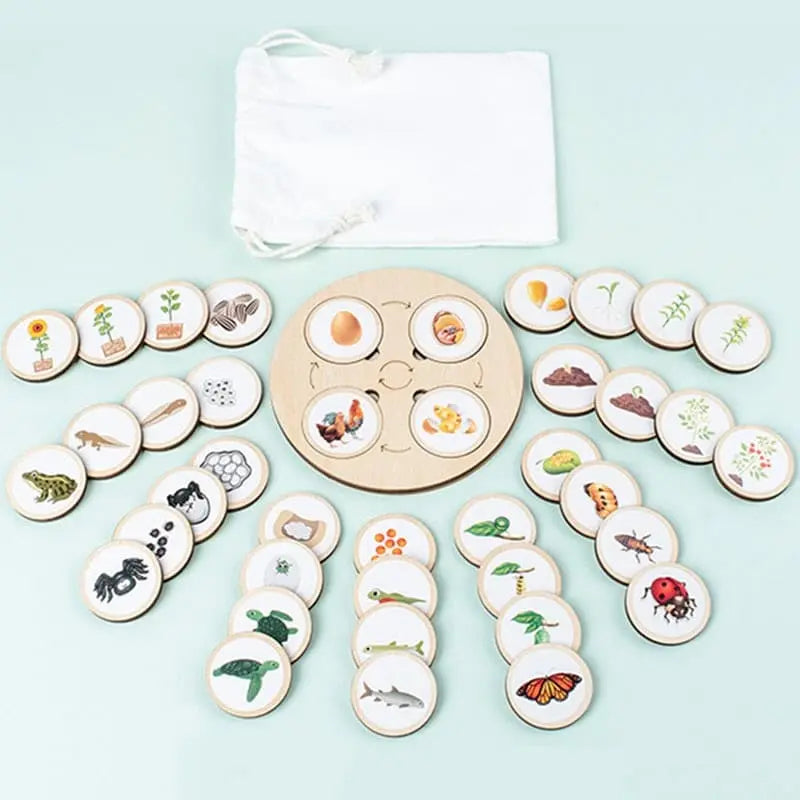 Fidtoy Nature Evolution Game – Montessori Wooden Life Cycle Board for Kids Ages 3-6