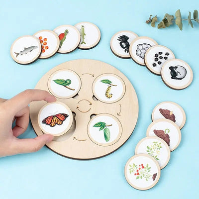 Fidtoy Nature Evolution Game – Montessori Wooden Life Cycle Board for Kids Ages 3-6