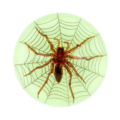Butterfly Scorpion Spider Specimen Resin Hemisphere Domes Insects Bugs  Circular Blocks Science Toy