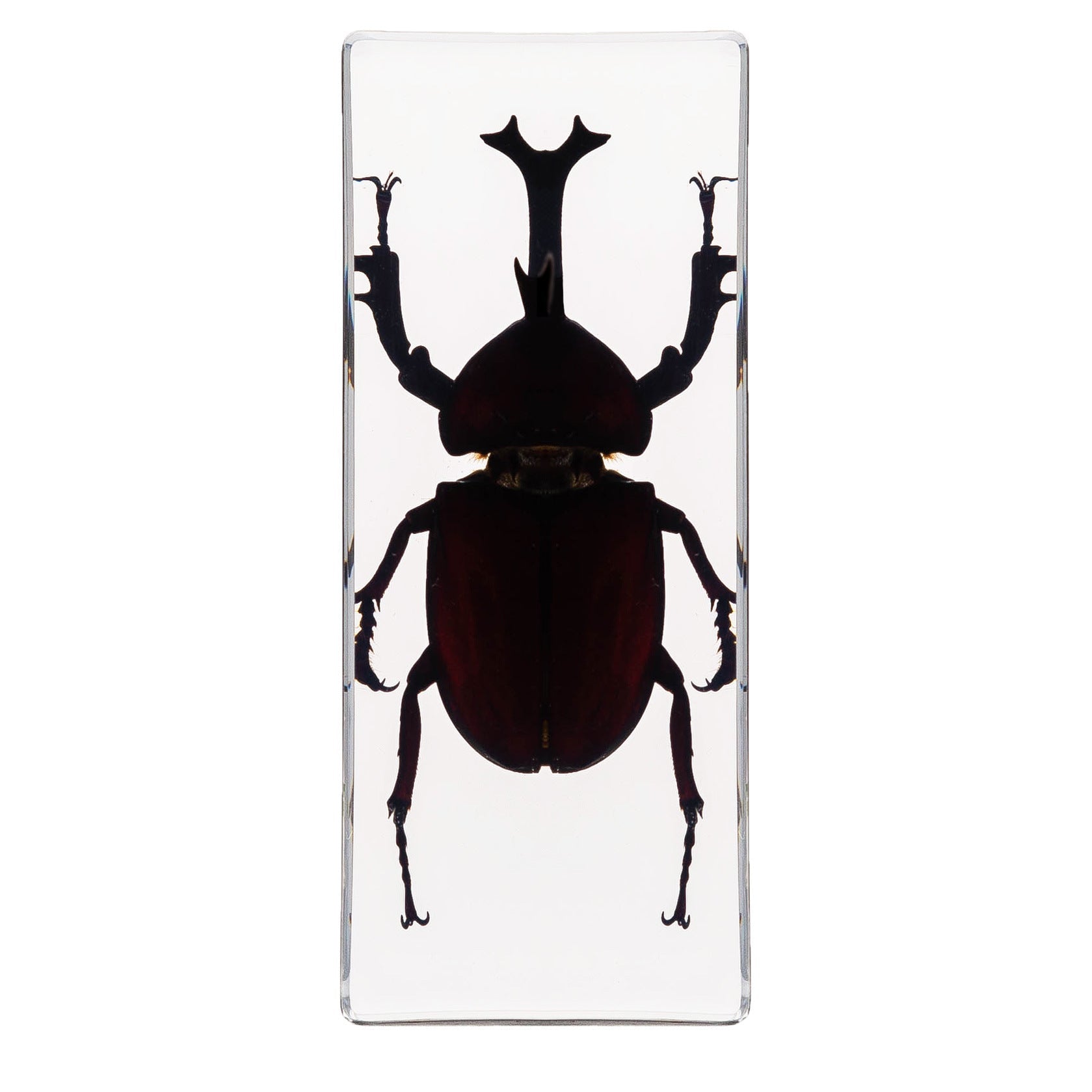 Crawling Animals Insects Bugs Resin Epoxy Blocks  Specimens Toy