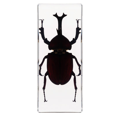 Crawling Animals Insects Bugs Resin Epoxy Blocks  Specimens Toy