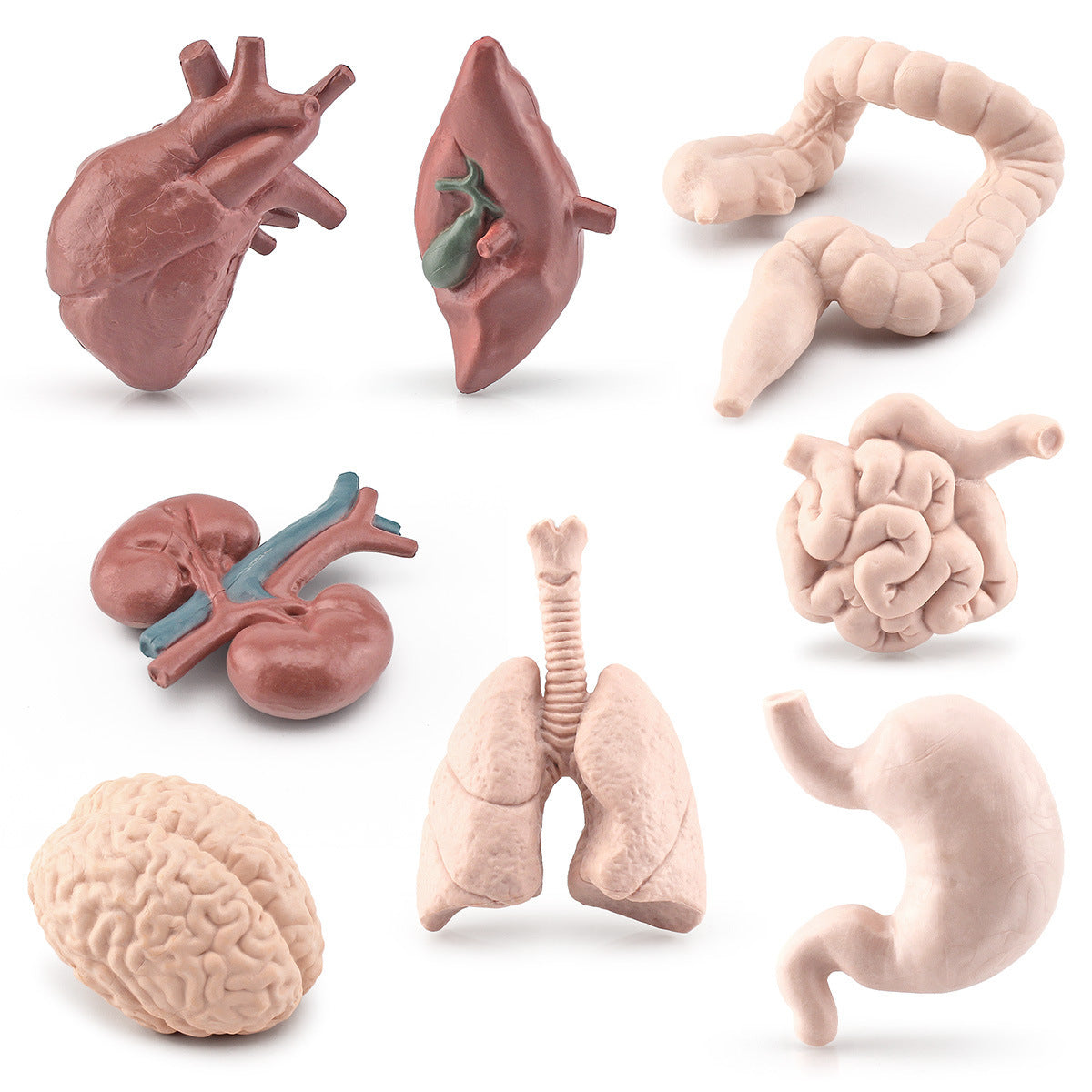 Body Organs Figurines Anatomical Realistic Brain Heart Lung Liver Model Toy for Kindergarten Life cycle