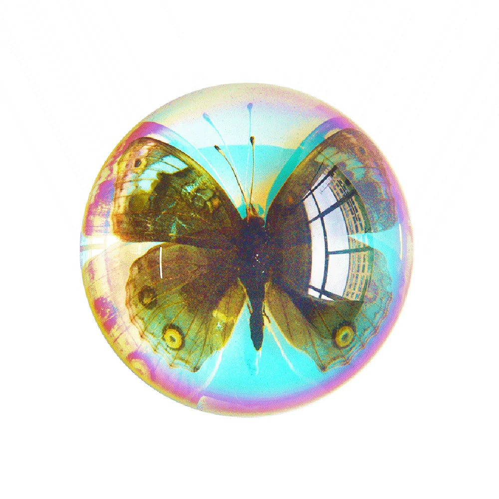 Butterfly Scorpion Spider Specimen Resin Hemisphere Domes Insects Bugs  Circular Blocks Science Toy