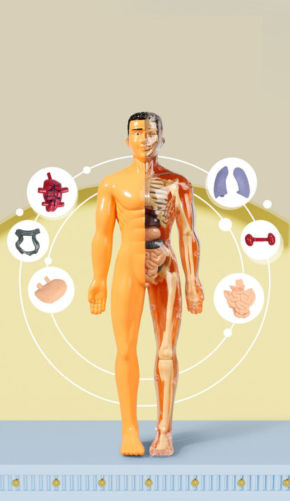 Human Anatomy Organs Toy Model STEM Various Styles