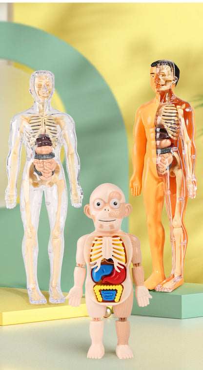 Human Anatomy Organs Toy Model STEM Various Styles