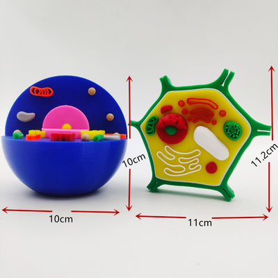 Célula animal y célula vegetal impresas en 3D: modelos STEM educativos para niños