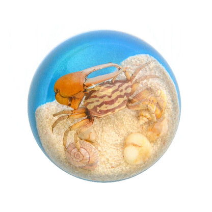 Butterfly Scorpion Spider Specimen Resin Hemisphere Domes Insects Bugs  Circular Blocks Science Toy
