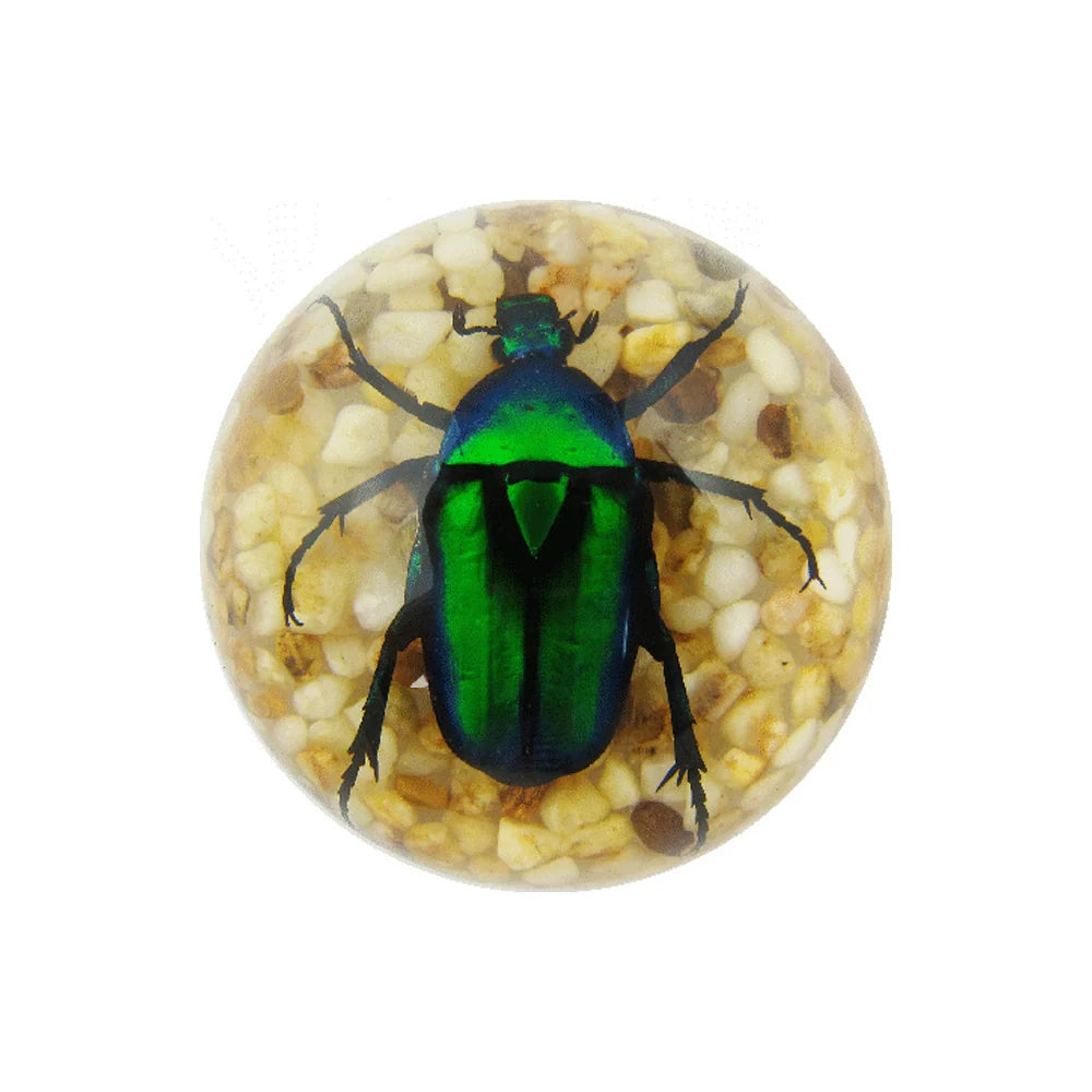 Butterfly Scorpion Spider Specimen Resin Hemisphere Domes Insects Bugs  Circular Blocks Science Toy