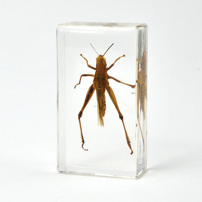 Crawling Animals Insects Bugs Resin Epoxy Blocks  Specimens Toy
