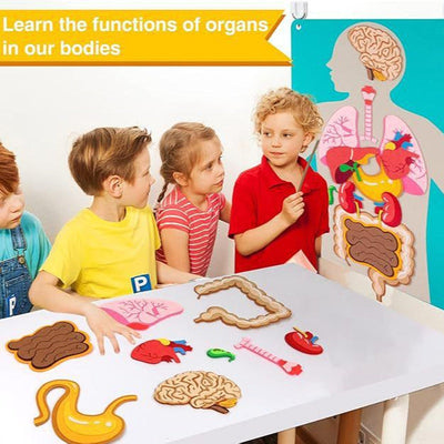 Partes del Cuerpo y Órganos de Fieltro Portátiles para Aprender con Tarjetas Didácticas Actividades de Habilidades para la Vida