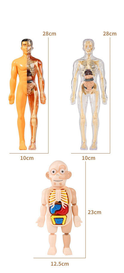 Human Anatomy Organs Toy Model STEM Various Styles
