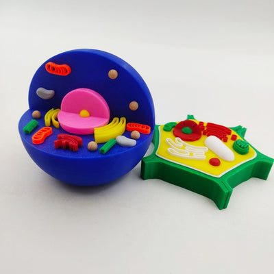 Célula animal y célula vegetal impresas en 3D: modelos STEM educativos para niños