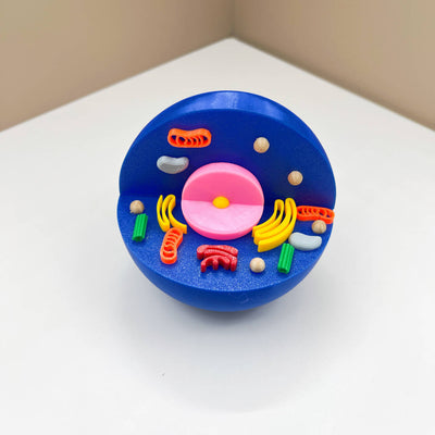 Célula animal y célula vegetal impresas en 3D: modelos STEM educativos para niños
